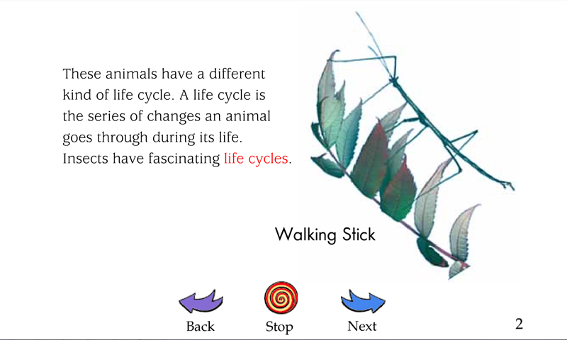 Insect life cycle