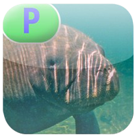 Manatees