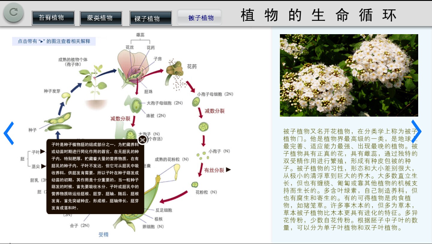 剖析式教学模板