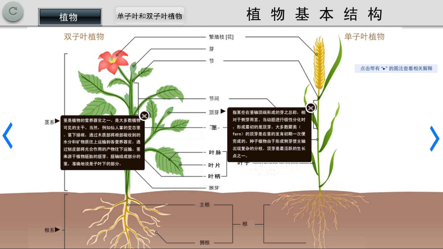 剖析式教学模板