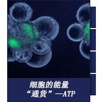 细胞的能量“通货”—ATP